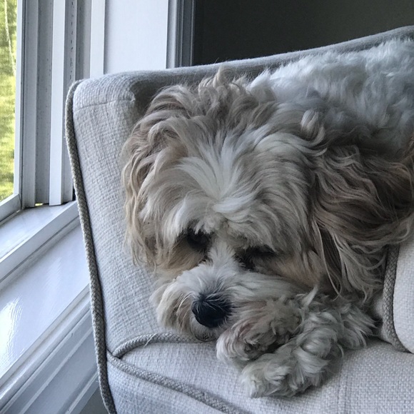 Meet your Posher, Cindy - Picture 1 of 1